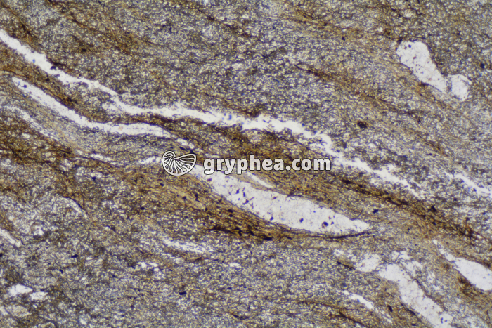 Micaschiste à cordiérite (Agly) LPA x10 - gryphea.com